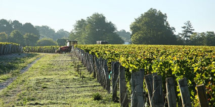 Chateau Malartic Lagraviere Weinberge 2